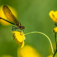 Buy canvas prints of Banded Demoiselle by chris smith