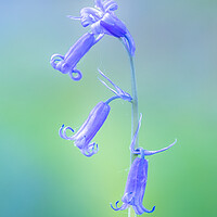 Buy canvas prints of Bluebell by chris smith