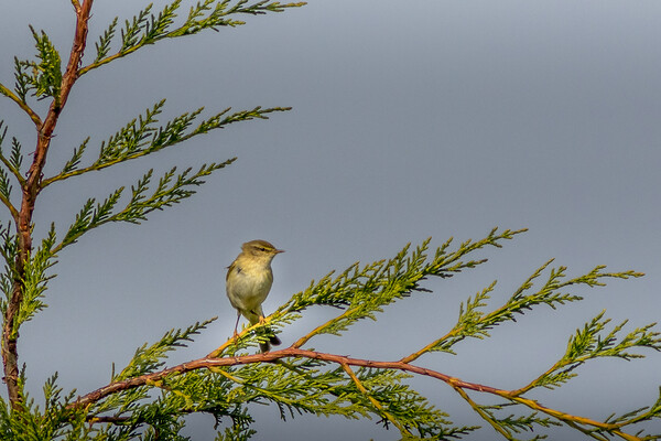 Willow warbler Picture Board by chris smith