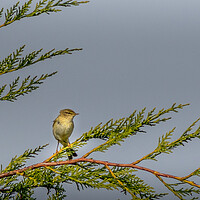 Buy canvas prints of Willow warbler by chris smith