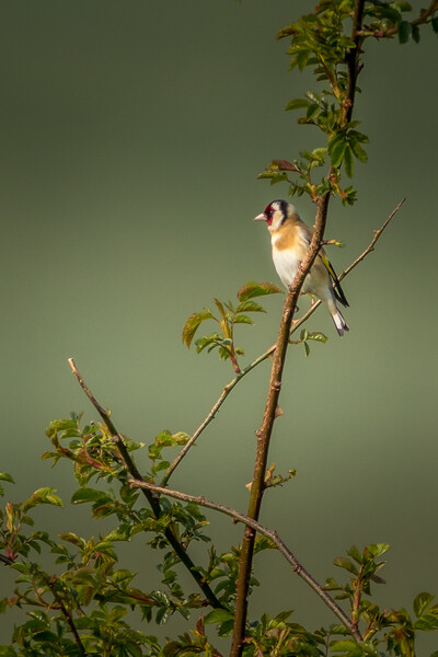 Goldfinch Picture Board by chris smith