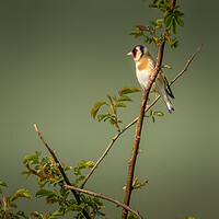 Buy canvas prints of Goldfinch by chris smith