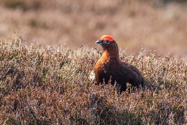 Red grouse  (Lagopus lagopus) Picture Board by chris smith