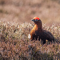 Buy canvas prints of Red grouse  (Lagopus lagopus) by chris smith