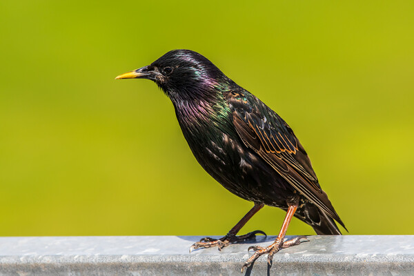 Starling Sturnus vulgaris Picture Board by chris smith