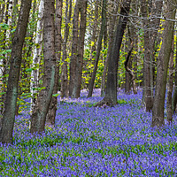 Buy canvas prints of Bluebell (Hyacinthoides non-scripta)  by chris smith