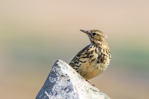 Meadow Pipit  Picture Board by chris smith