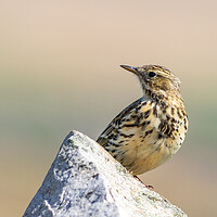 Buy canvas prints of Meadow Pipit  by chris smith