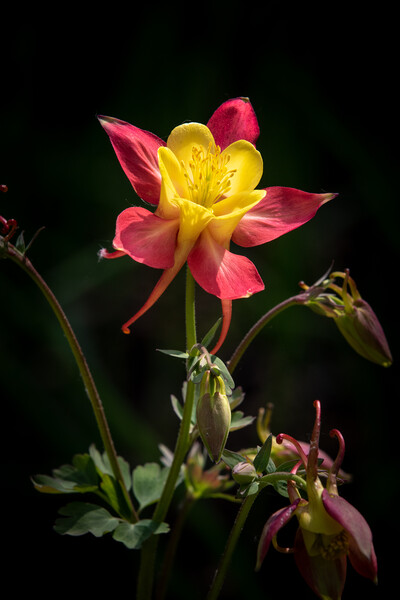Aquilegia Picture Board by chris smith
