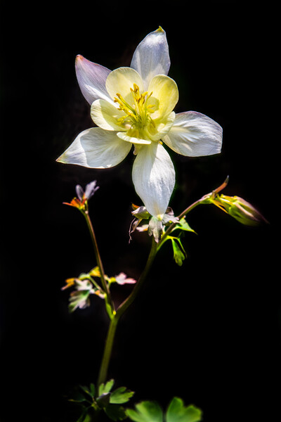 Aquilegia Picture Board by chris smith
