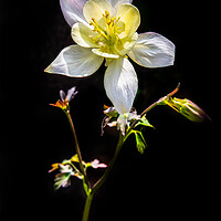 Buy canvas prints of Aquilegia by chris smith