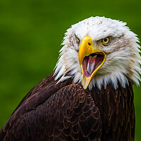 Buy canvas prints of Bald eagle by chris smith