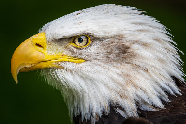Bald eagle Picture Board by chris smith