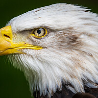 Buy canvas prints of Bald eagle by chris smith