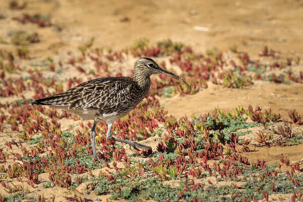 Whimbrel (Numenius phaeopus)  Picture Board by chris smith