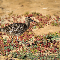 Buy canvas prints of Whimbrel (Numenius phaeopus)  by chris smith