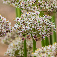 Buy canvas prints of Allium  (silverspring) by chris smith