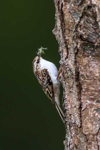 Treecreeper (Certhia familiaris) Picture Board by chris smith