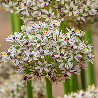 Buy canvas prints of Allium  (silverspring) by chris smith