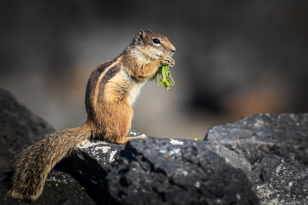Barbary ground squirrel Picture Board by chris smith