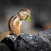 Buy canvas prints of Barbary ground squirrel by chris smith
