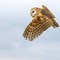 Buy canvas prints of Barn owl by chris smith