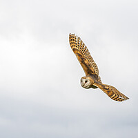 Buy canvas prints of Barn owl by chris smith