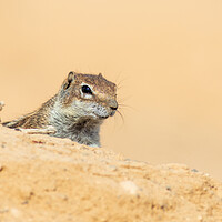 Buy canvas prints of  Barbary ground squirrel by chris smith