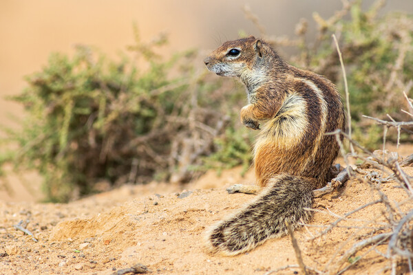  Barbary ground squirrel Picture Board by chris smith