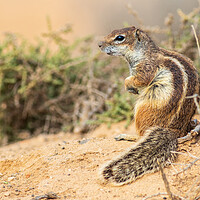 Buy canvas prints of  Barbary ground squirrel by chris smith