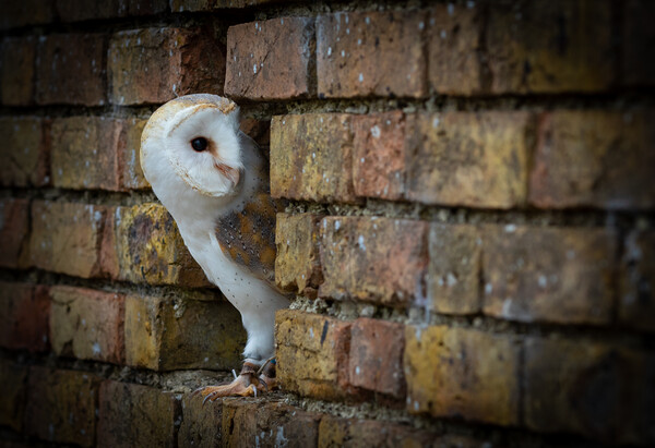 Barn Owl (tyto alba)  Picture Board by chris smith