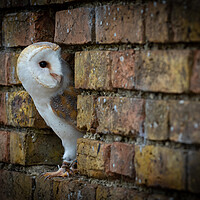 Buy canvas prints of Barn Owl (tyto alba)  by chris smith