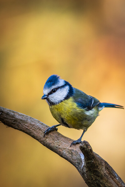 Blue tit (Cyanistes caeruleus) Picture Board by chris smith