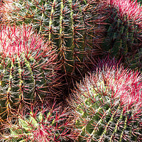 Buy canvas prints of cactus by chris smith