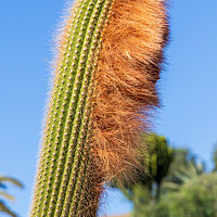 Buy canvas prints of cactus by chris smith