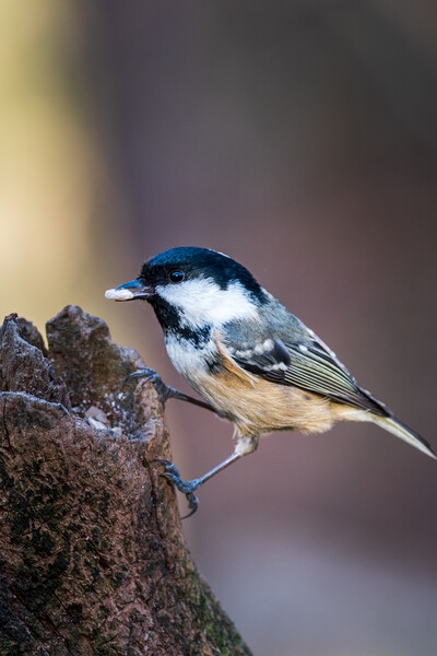 Coal tit (Periparus ater) Picture Board by chris smith