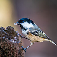 Buy canvas prints of Coal tit (Periparus ater) by chris smith