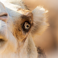 Buy canvas prints of Camel by chris smith