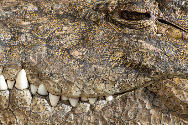 Crocodile  Picture Board by chris smith