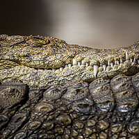 Buy canvas prints of A large dangerous Crocodile  by chris smith