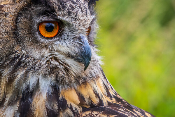 Eagle owl  (Bubo bubo) Picture Board by chris smith