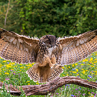 Buy canvas prints of Eagle owl  (Bubo bubo) by chris smith