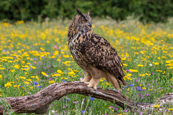 Eagle owl  (Bubo bubo) perched  Picture Board by chris smith