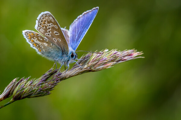 Common Blue butterfly (Polyommatus icarus) Picture Board by chris smith