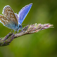 Buy canvas prints of Common Blue butterfly (Polyommatus icarus) by chris smith
