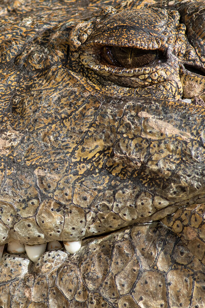 A large dangerous Crocodile  Picture Board by chris smith