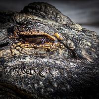 Buy canvas prints of A large dangerous Crocodile  by chris smith