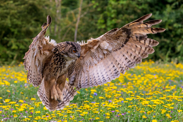 Eagle owl  (Bubo bubo) Picture Board by chris smith
