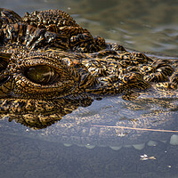 Buy canvas prints of A large dangerous Crocodile  by chris smith