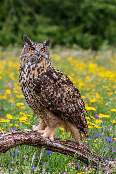 Eagle owl  (Bubo bubo) perched  Picture Board by chris smith